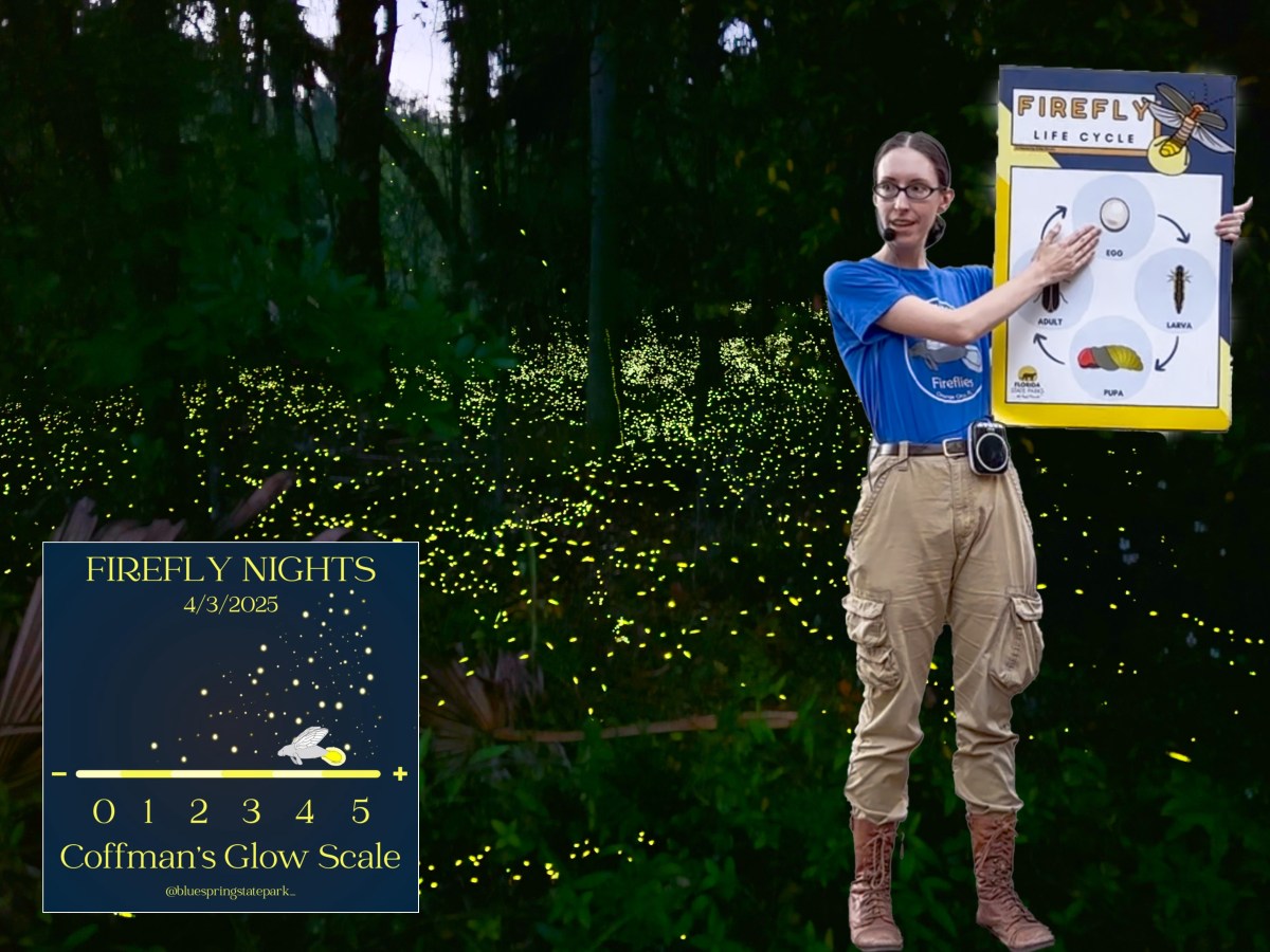 Firefly Nights at Blue Spring State&nbsp;Park