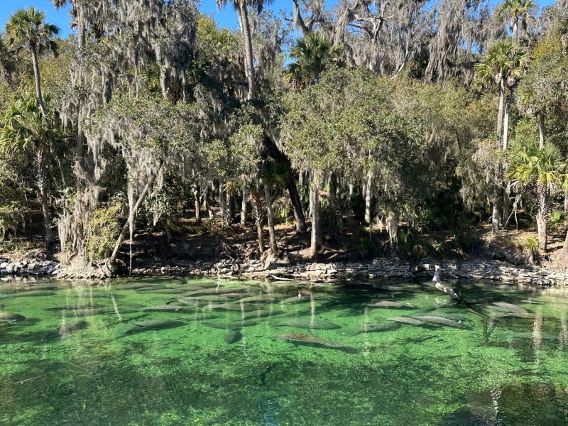 2026 Manatee Season at Blue Spring State&nbsp;Park