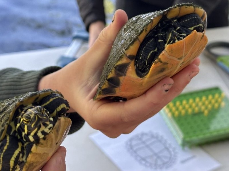 2026 Turtle Survey at Wekiwa Springs State&nbsp;Park