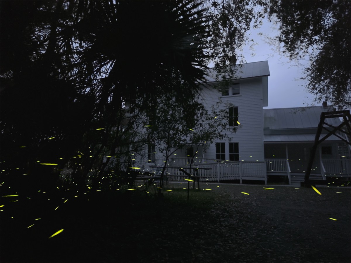 2026 Firefly Nights at Blue Spring State&nbsp;Park
